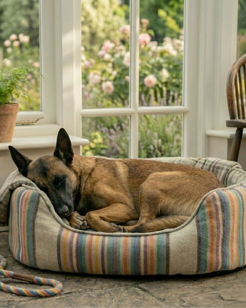 belgian malinois sleeping