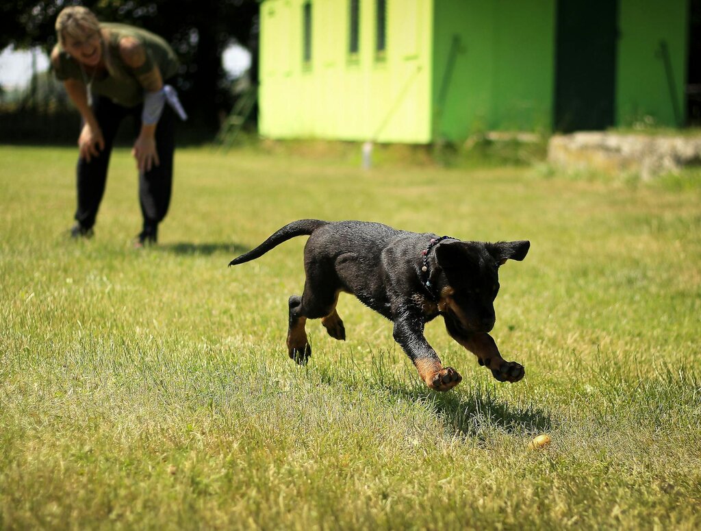 puppy playing fetch