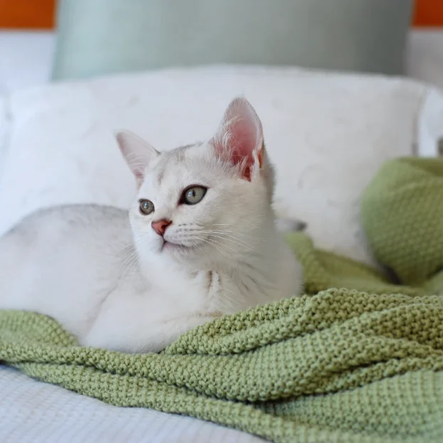 burmilla resting on bed with green blanket