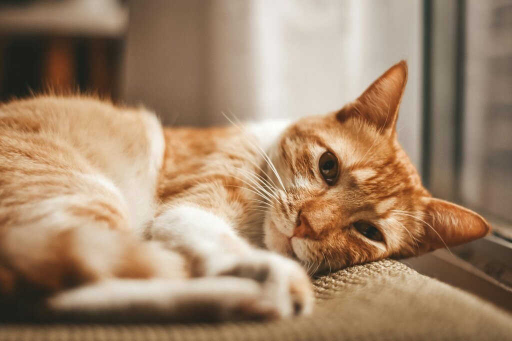 ginger and white cat relaxing by a window