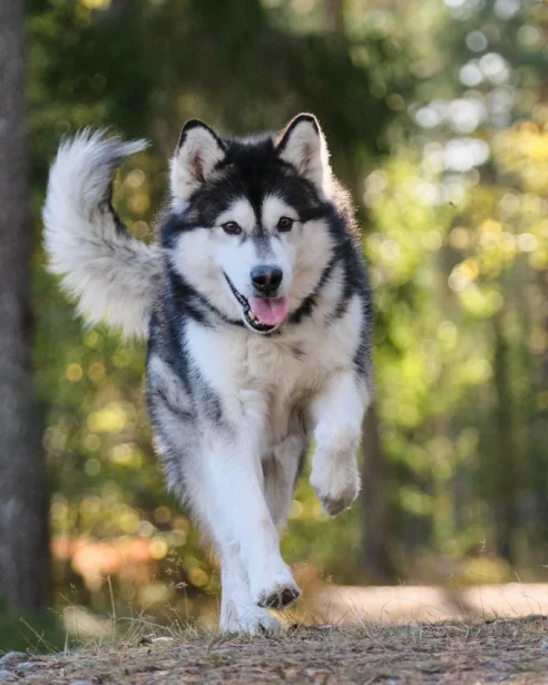 Alaskan Malamute running outdoors