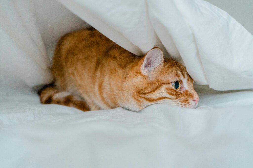 ginger cat hiding under bed sheets