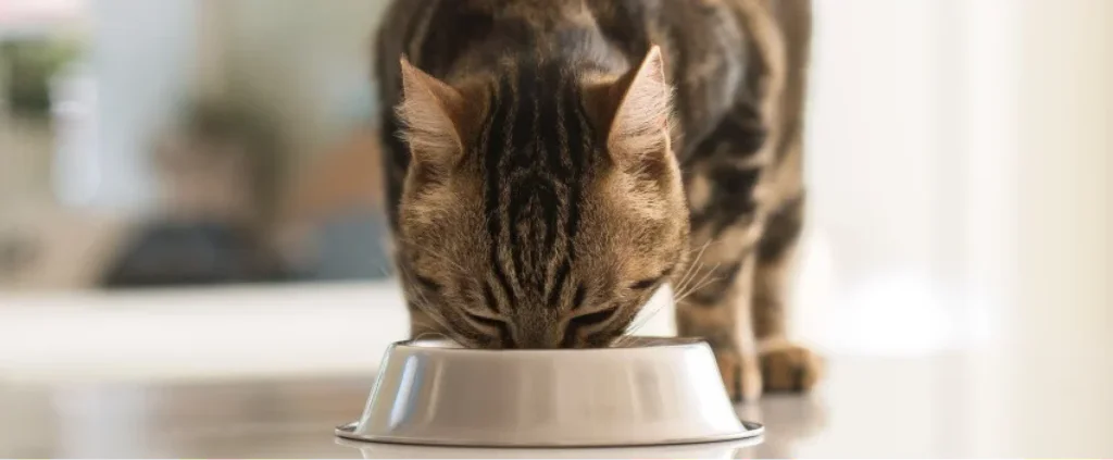cat eating from bowl
