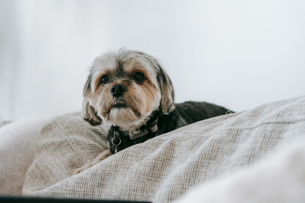 dog on a couch cushion