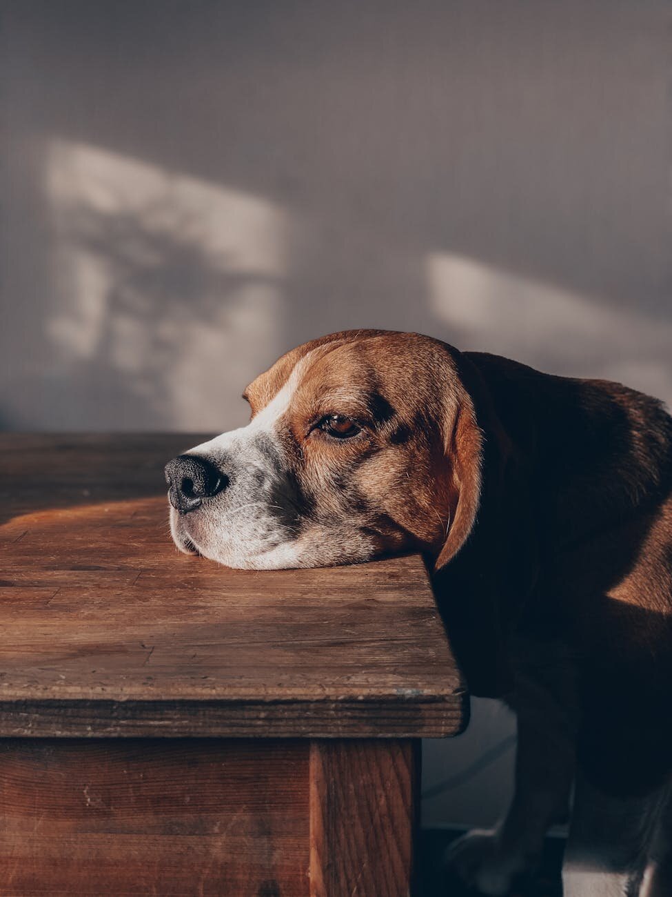 old beagle with head on table looking sad