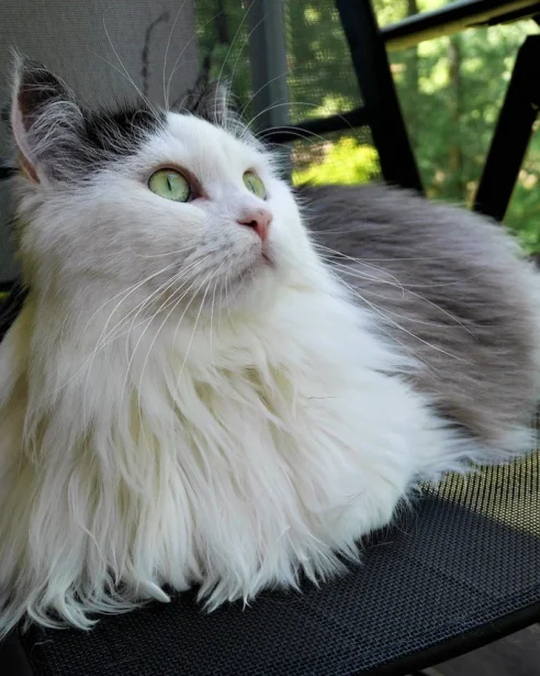 Siberian Cat laying on outdoor chair