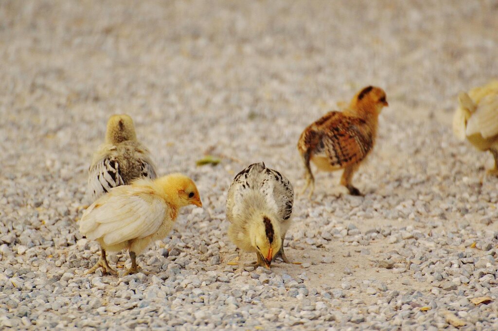 chicks pecking at ground
