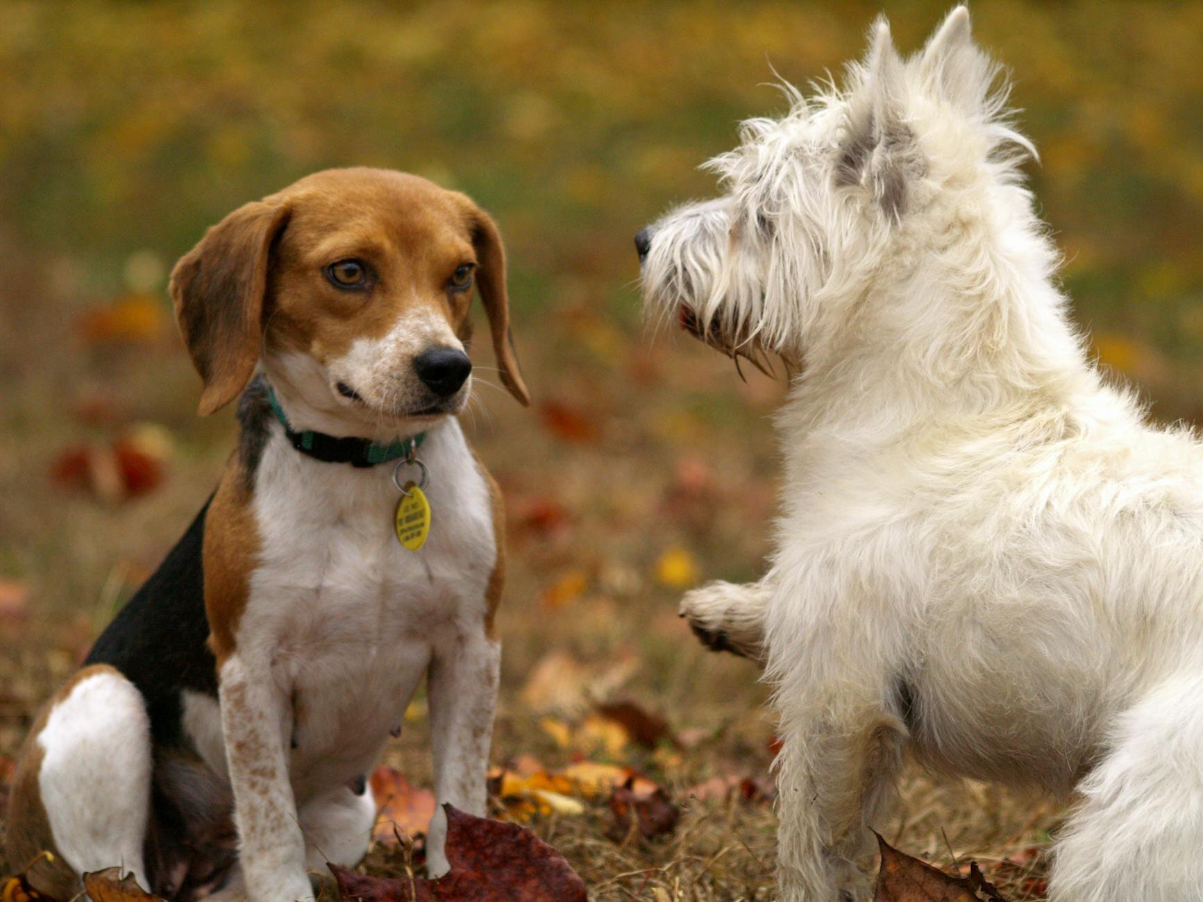 beagle dog meeting a westie