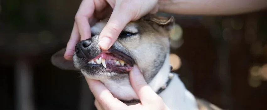 human lifting dog lips to show tartar