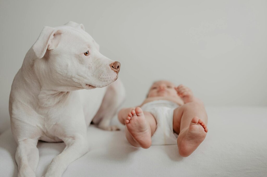white dog lying next to baby