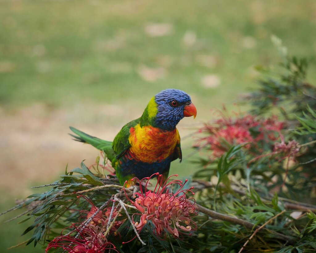lorikeet perching in bottlebrush tree