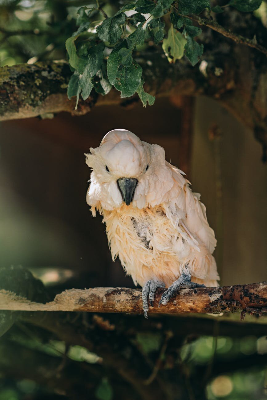 cockatoo with broken feathers and feather loss