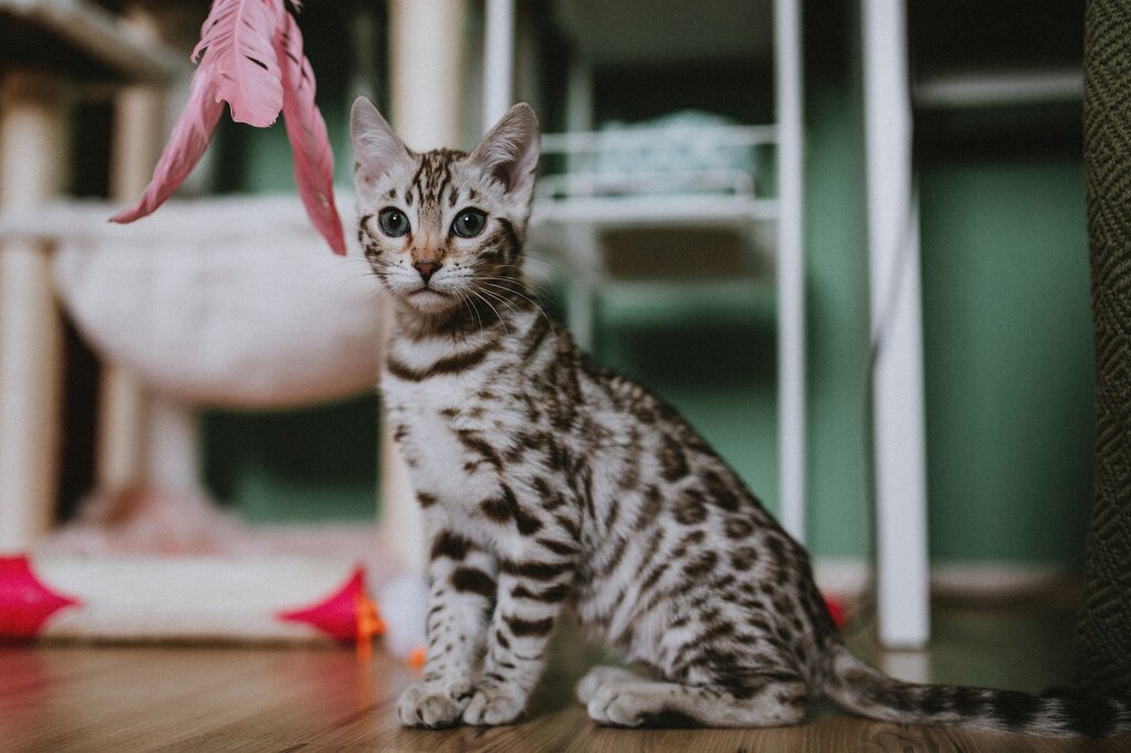 cat sitting next to teaser toy
