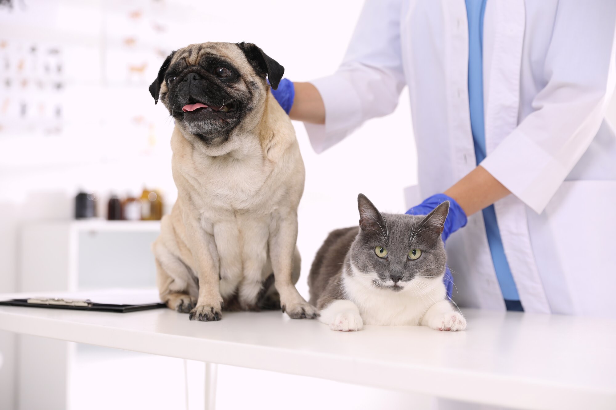 A pug and grey and white cat sitting on a examination table with a vet in the background