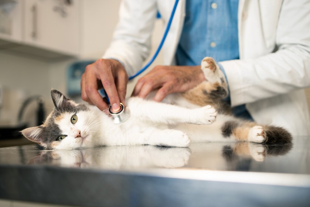 cat lying on bench at the vet