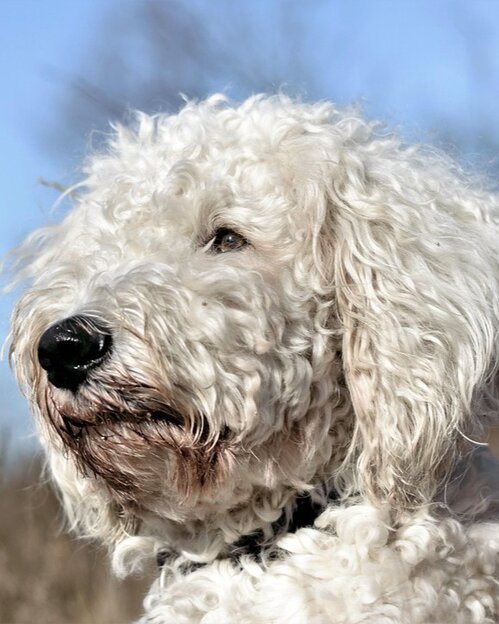 close up of cream groodle outdoors