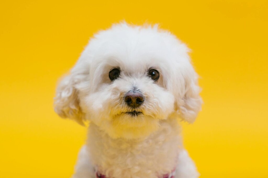 close up of white fluffy dog's head on yellow background