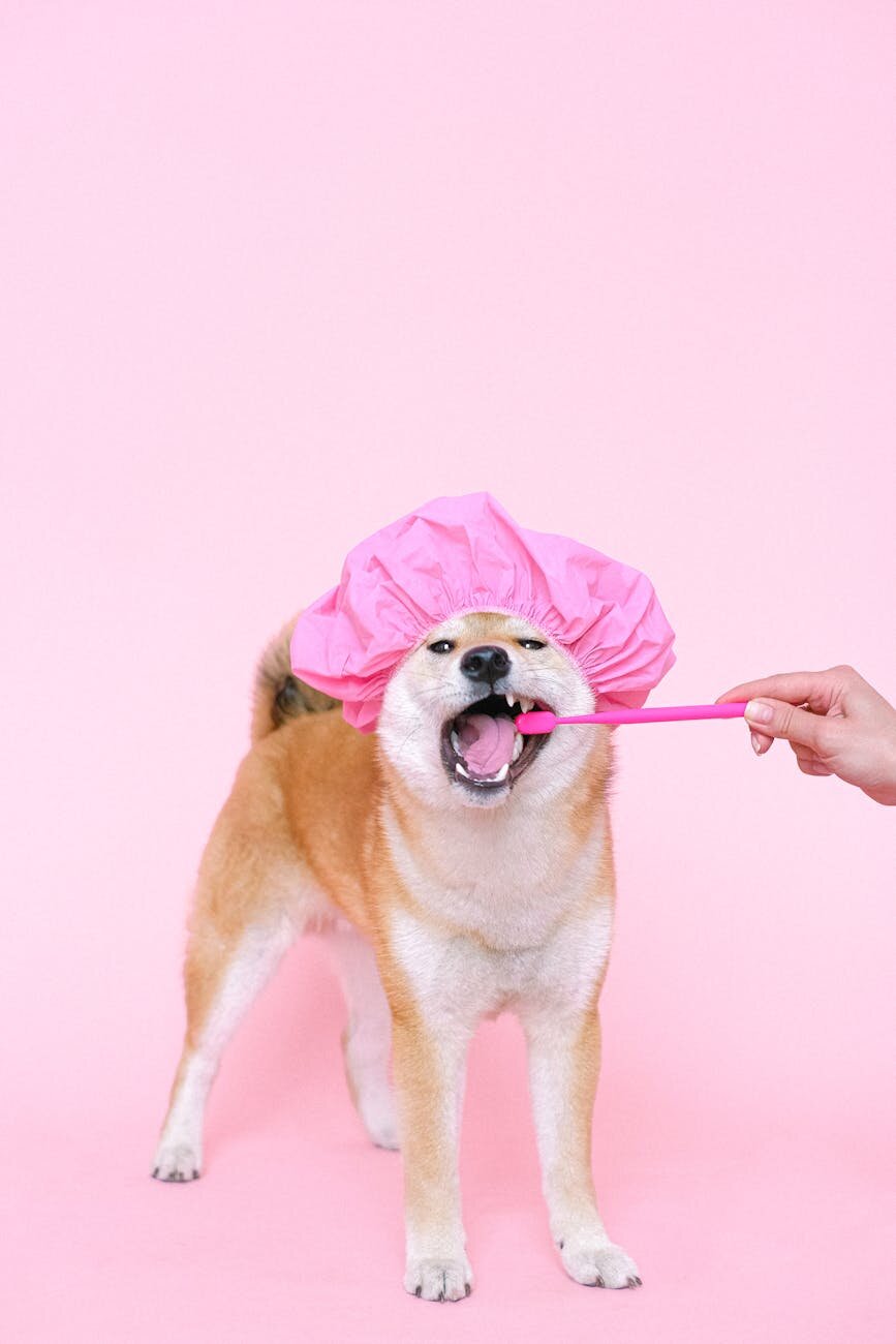 shiba inu wearing pink shower cap and having teeth brushed