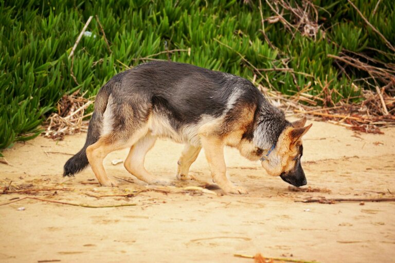german shepherd sniffing along beach
