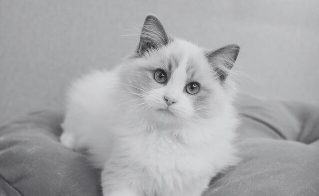 ragdoll kitten lying on bed