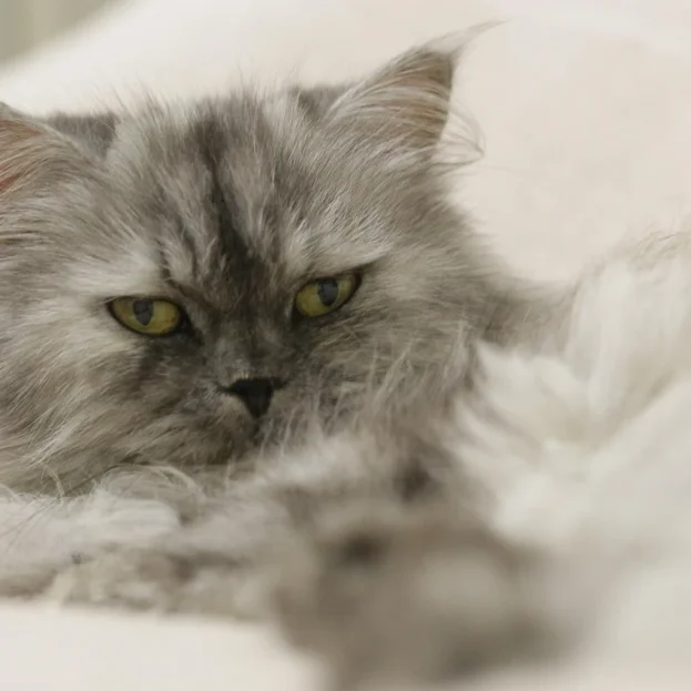 close up of smokey Persian cat