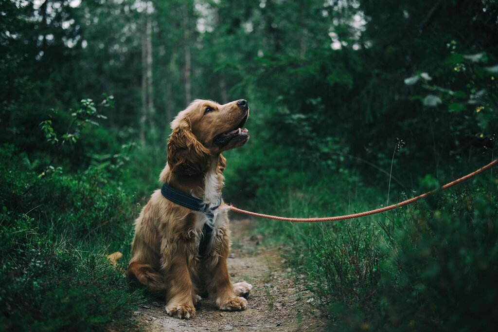 cocker spaniel sitting in the forest on a lead