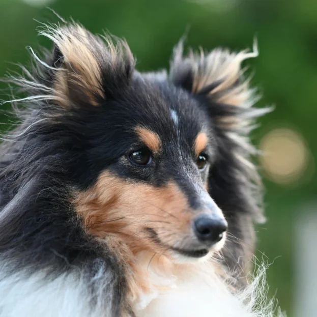 close up of tri-colour sheltie