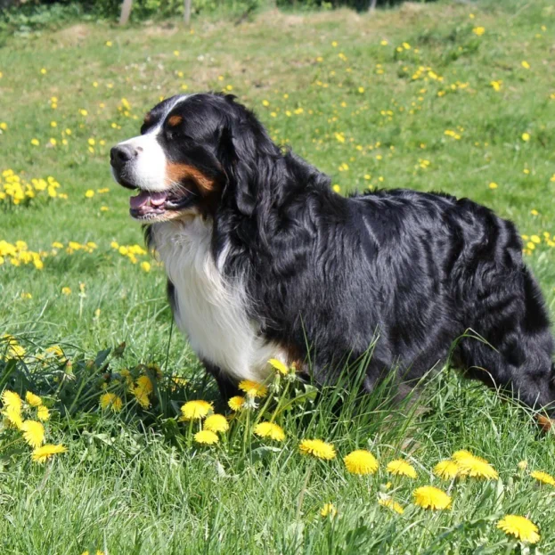Bernese Mountain Dog standing in field