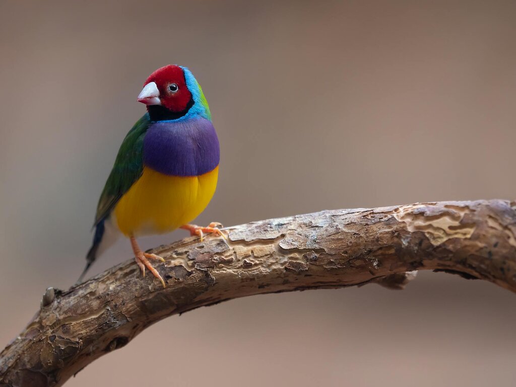 gouldian finch on a branch