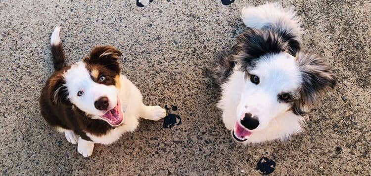 2 dogs looking up