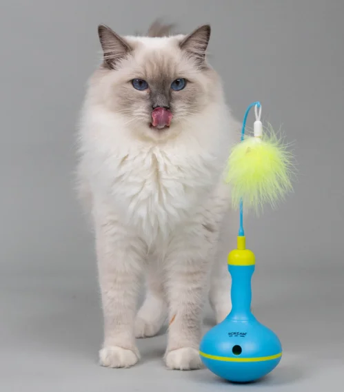 ragdoll cat playing with a toy