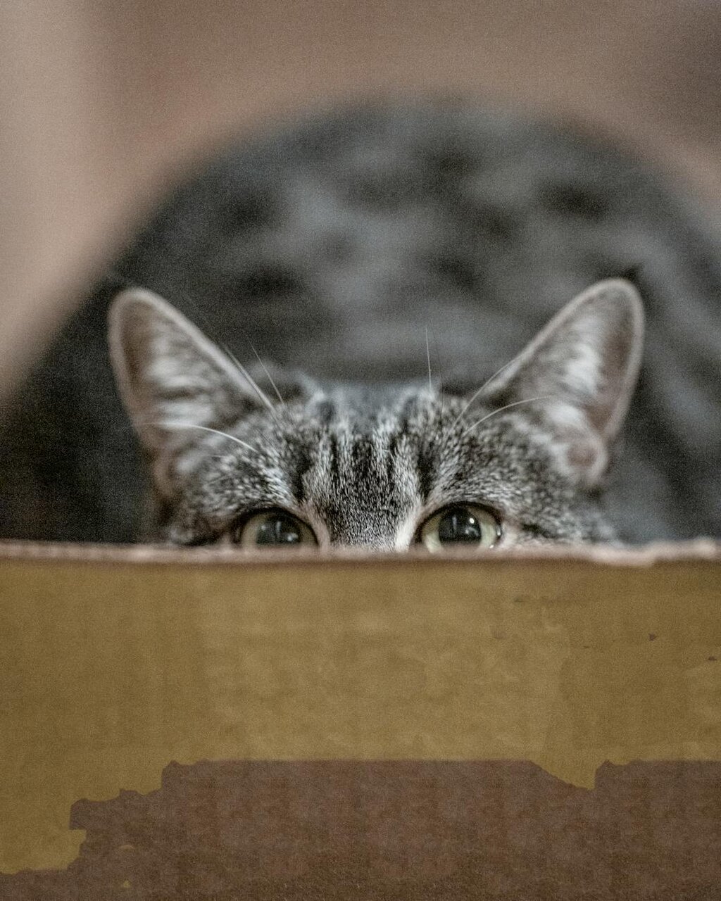 cat peeking over edge of cardboard box