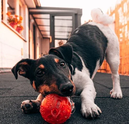dog playing with ball