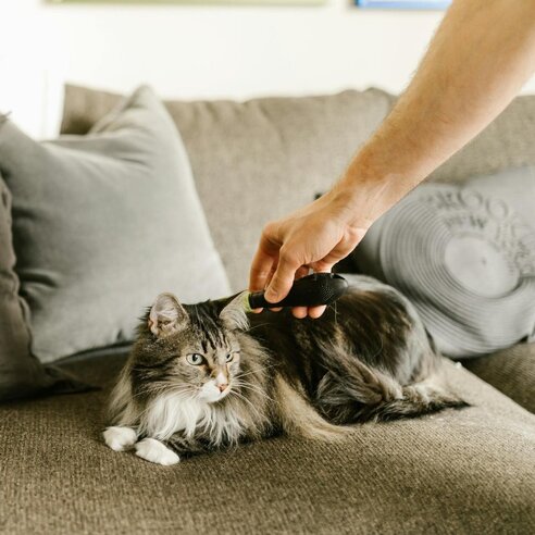 maine coon cat being brushed