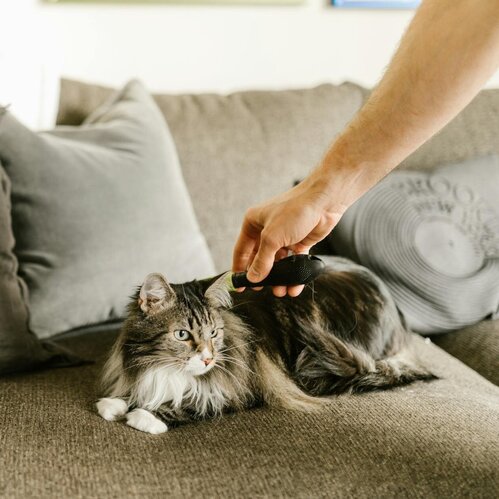 maine coon cat being brushed