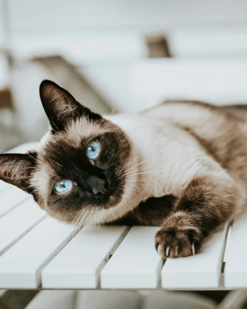 siamese cat laying on table