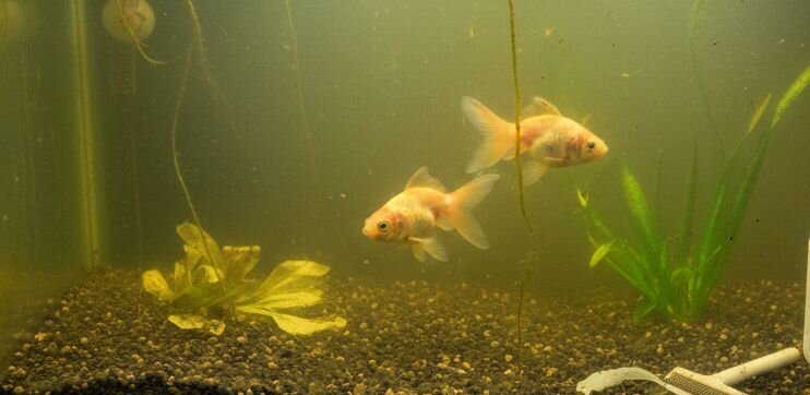 dirty fish tank