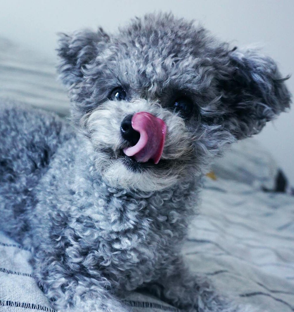 grey poodle on bed with pink tongue licking nose
