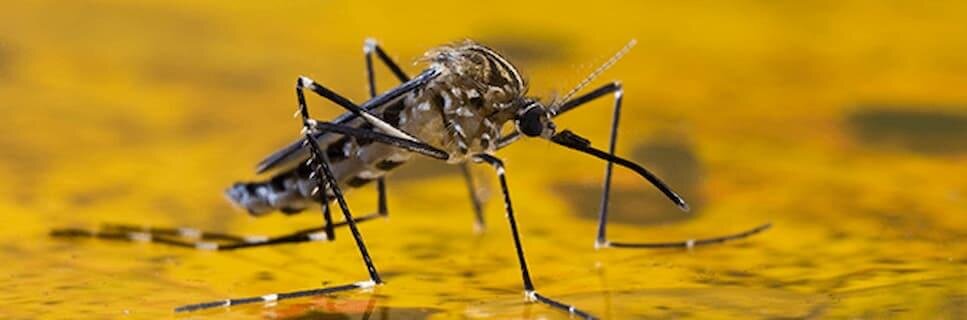 close up of mosquito