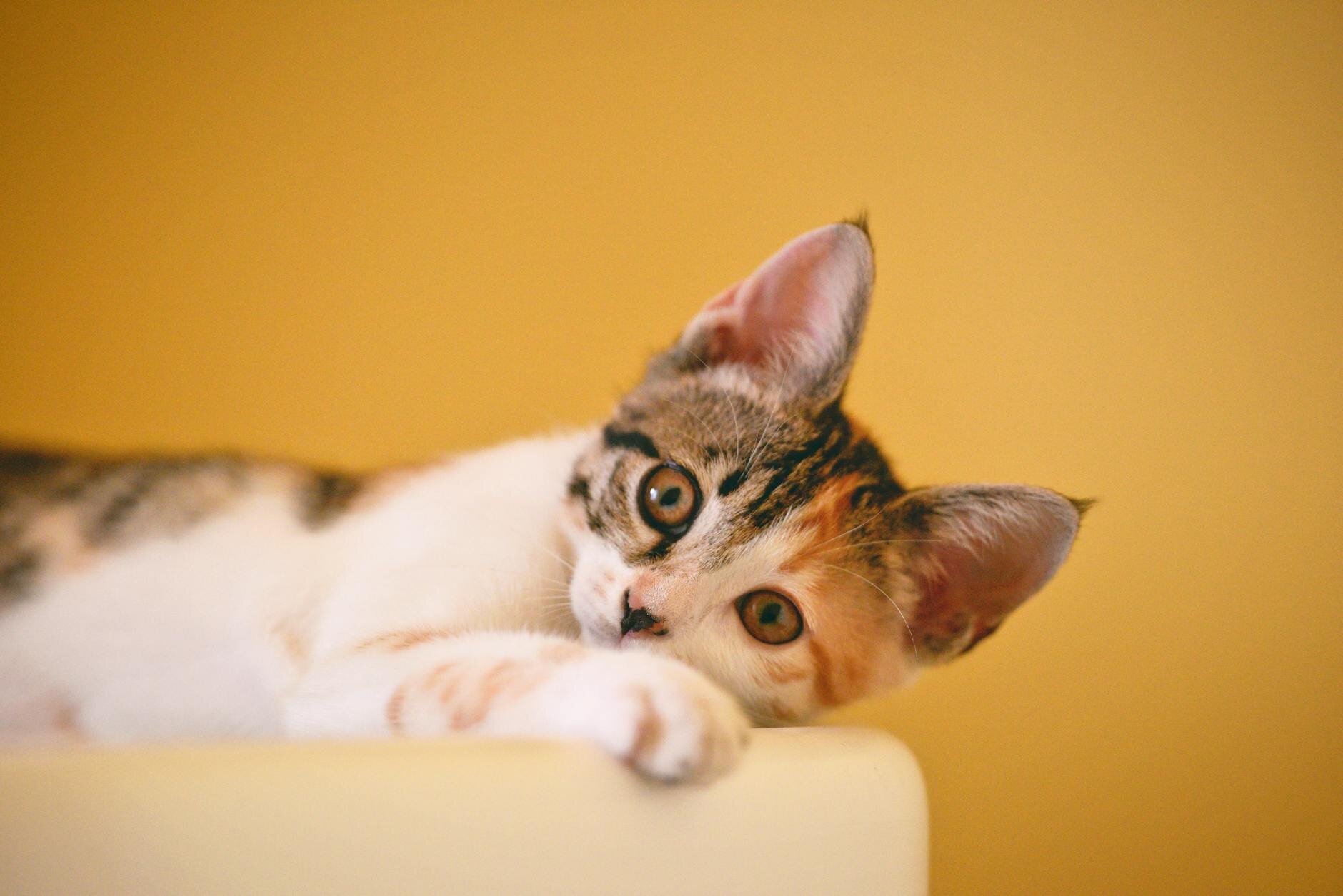 kitten laying on side looking at camera