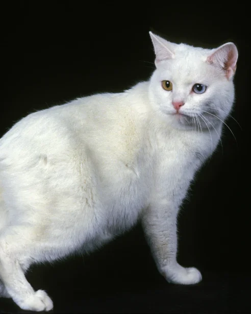 White manx cat on black background