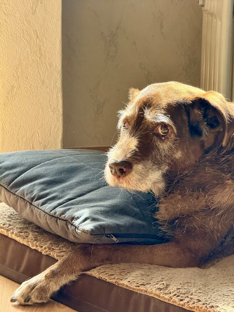 old dog lying on bed looking worried