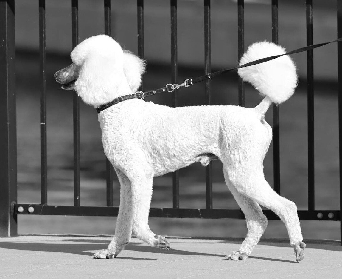 standard white poodle walking with black collar and lead