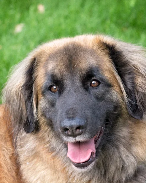 An adult Leonberger dog sitting on the grass