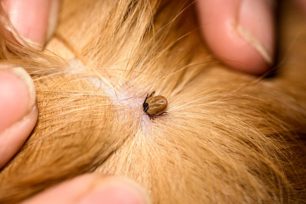 tick embedded in dogs skin and coat