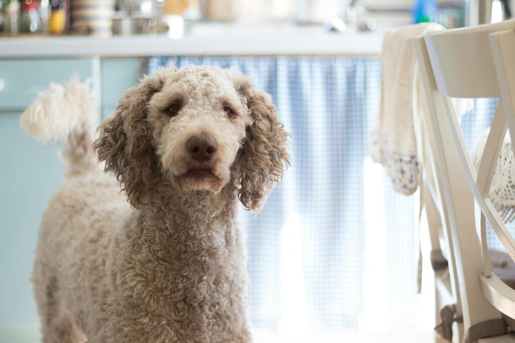 poodle standing in kitchen