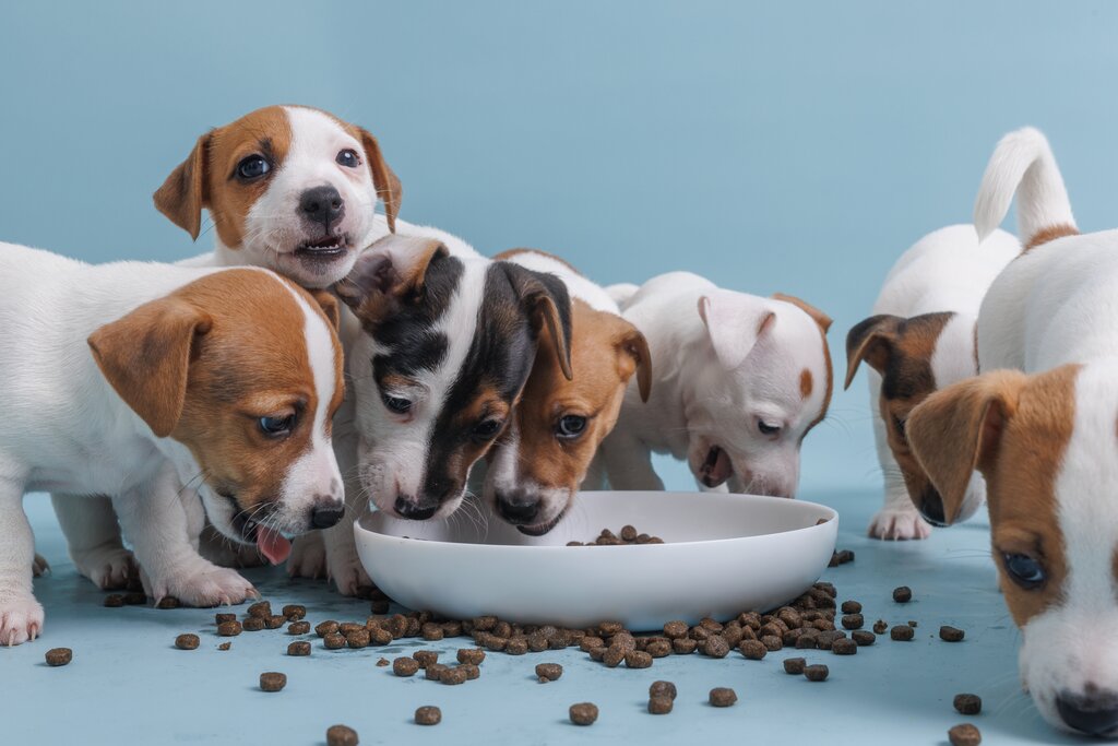 a group of brown and white and tricolour jack russell puppies sharing dog kibble from a bowl