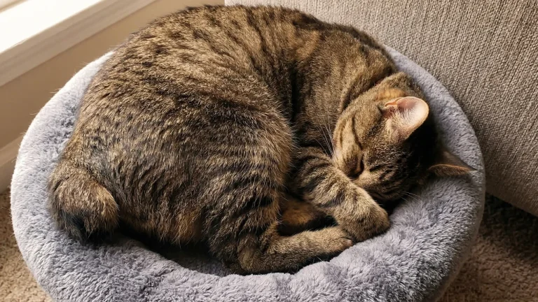 manx cat sleeping on cat bed