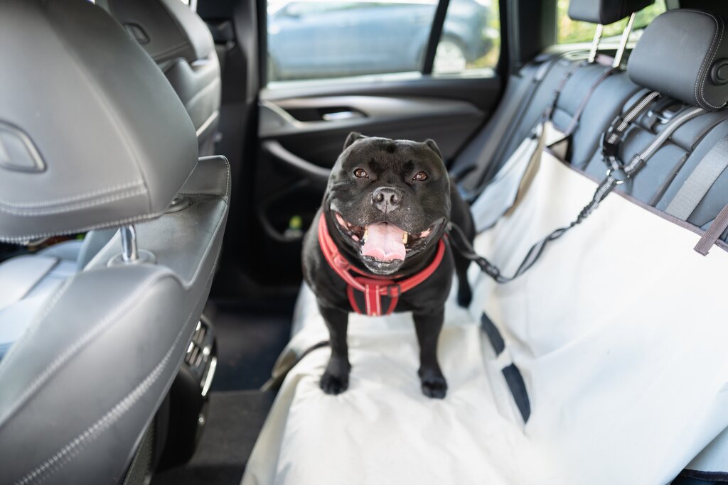 staffie with harness and seatbelt in backseat of car