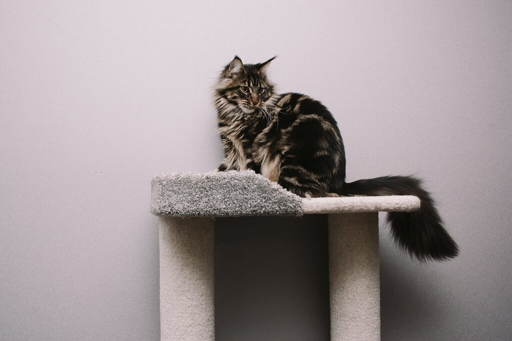 A tabby Maine Coon cat sitting on a cat tree platform